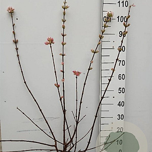 Viburnum bodn. 'Charles Lamont' 80-100 cm 10L