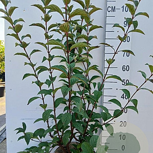 Viburnum bodn. 'Charles Lamont' 80-100 cm 10L