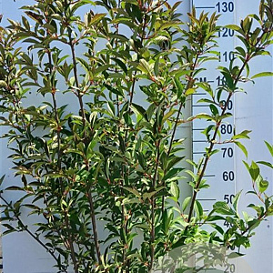 Viburnum bodn. 'Charles Lamont' 125-150 cm 20L