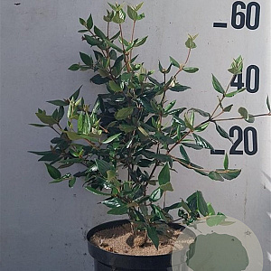 Viburnum burkwoodii 60-80 cm 10L