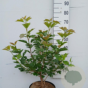 Viburnum opulus 'Compactum' 60-80 cm 10L