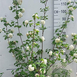 Viburnum opulus 'Roseum' 100-125 cm 20L najaarspotting