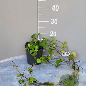 Vinca major GM 2,0L
