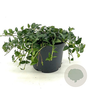 Vinca minor GM 2,0L