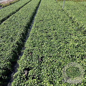 Vinca minor GM 2,0L