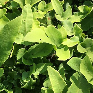 Dryopteris sieboldii GM P9