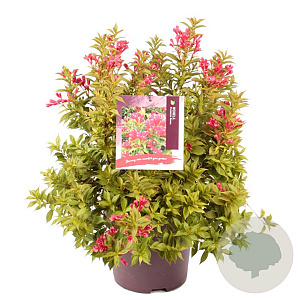 Weigela Picobella Rosso 30-40 cm 10L