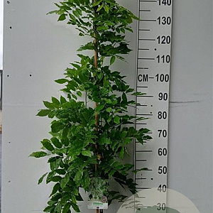 Wisteria flor. 'Alba' 175-200 cm 10L