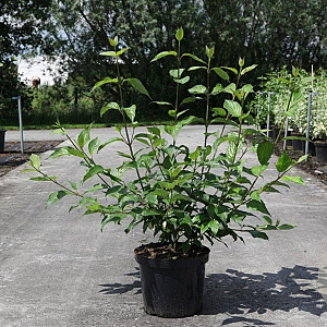 Cornus alba 'Siberian Pearls' 80-100 cm 10L