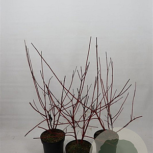 Cornus alba 'Sibirica' 80-100 cm 7,5L