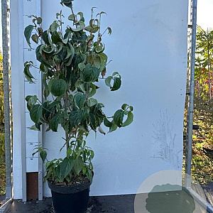 Cornus kousa chinensis 80-100 cm 10L