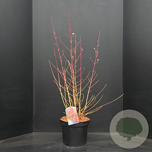 Cornus sang. 'Midwinter Fire' 60-80 cm 10L