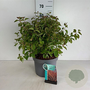 Cornus sang. 'Midwinter Fire' 60-80 cm 10L