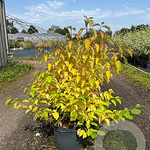 Cornus sang. 'Midwinter Fire' 60-80 cm 10L