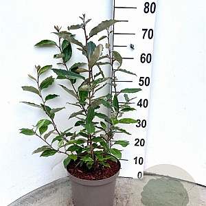 Elaeagnus ebb. 'Compacta' 60-80 cm 5,0L