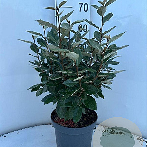 Elaeagnus ebb. 'Compacta' 60-80 cm 5,0L