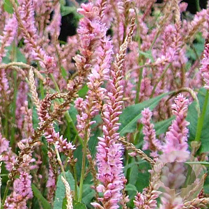 Persicaria a. 'Pink Elephant' GM P9