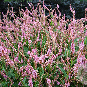 Persicaria a. 'Pink Elephant' GM P9