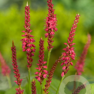 Persicaria a. 'Speciosa' GM P9