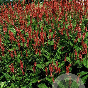 Persicaria a. 'Speciosa' GM P9