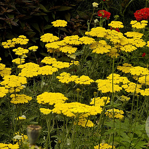 Achillea 'Coronation Gold' GM 2,0L