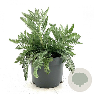 Achillea 'Moonshine' GM 2,0L