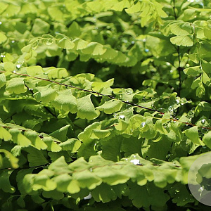Adiantum pedatum 'Imbricatum' GM 2,0L