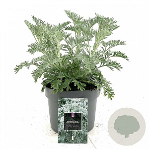 Artemisia 'Powis Castle' GM 2,0L