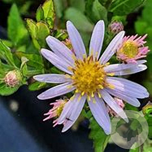 Aster ageratoides 'Stardust' GM 2,0L
