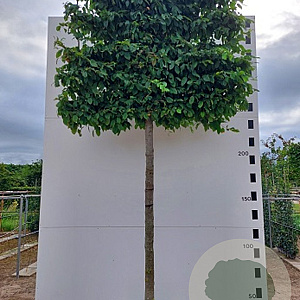 Carpinus betulus 18-20 cm 45L 200 cm stam lei 150x150