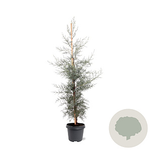 Cupressus ariz. 'Glauca' 80-100 cm 5,0L