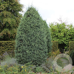 Cupressus ariz. 'Glauca' 80-100 cm 5,0L