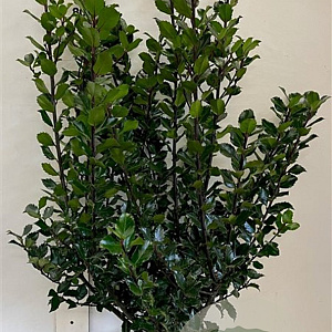 Ilex meserv. 'Blue Prince' 80-100 cm met kluit