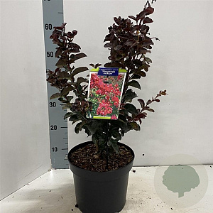 Lagerstroemia i. Rhapsody in Blue 30-40 cm 5,0L
