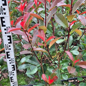 Photinia fraseri 'Red Robin' 80-100 cm met kluit