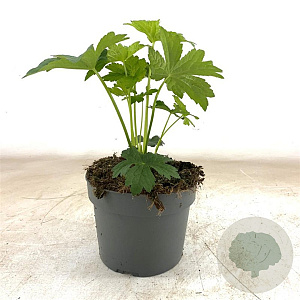 Astrantia maj. 'Shaggy' GM 2,0L