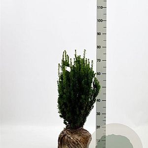 Taxus media 'Hillii' 50-60 cm met kluit