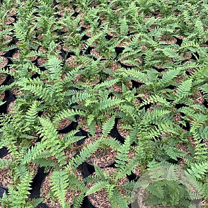 Athyrium filix-femina GM 2,0L