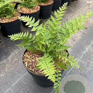 Athyrium filix-femina GM 2,0L