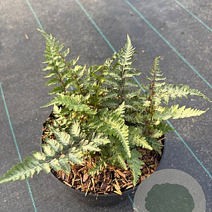 Athyrium niponicum pictum GM 2,0L