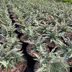 Athyrium niponicum pictum GM 2,0L