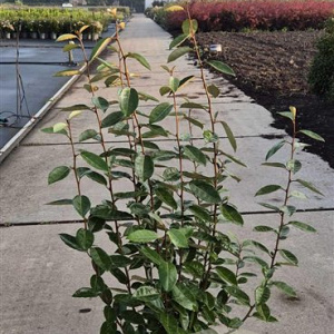 Elaeagnus ebbingei 100-125 cm 10L