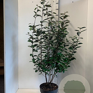 Elaeagnus ebbingei 100-125 cm 10L