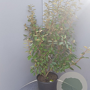 Elaeagnus ebbingei 100-125 cm 10L