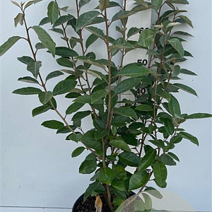 Elaeagnus ebb. 'Compacta' 60-80 cm 7,5L