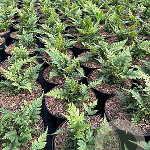 Athyrium otophorum 'Okanum' GM 2,0L