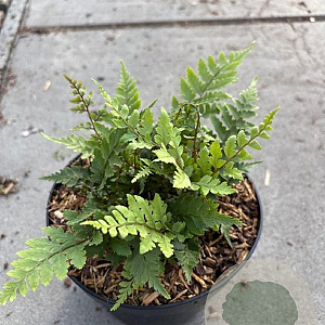 Athyrium otophorum 'Okanum' GM 2,0L