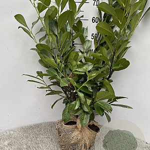 Prunus I. 'Rotundifolia' 60-80 cm met kluit