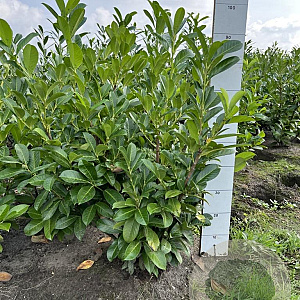 Prunus I. 'Rotundifolia' 80-100 cm met kluit