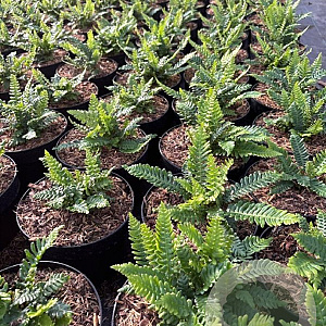 Blechnum spicant GM 2,0L
